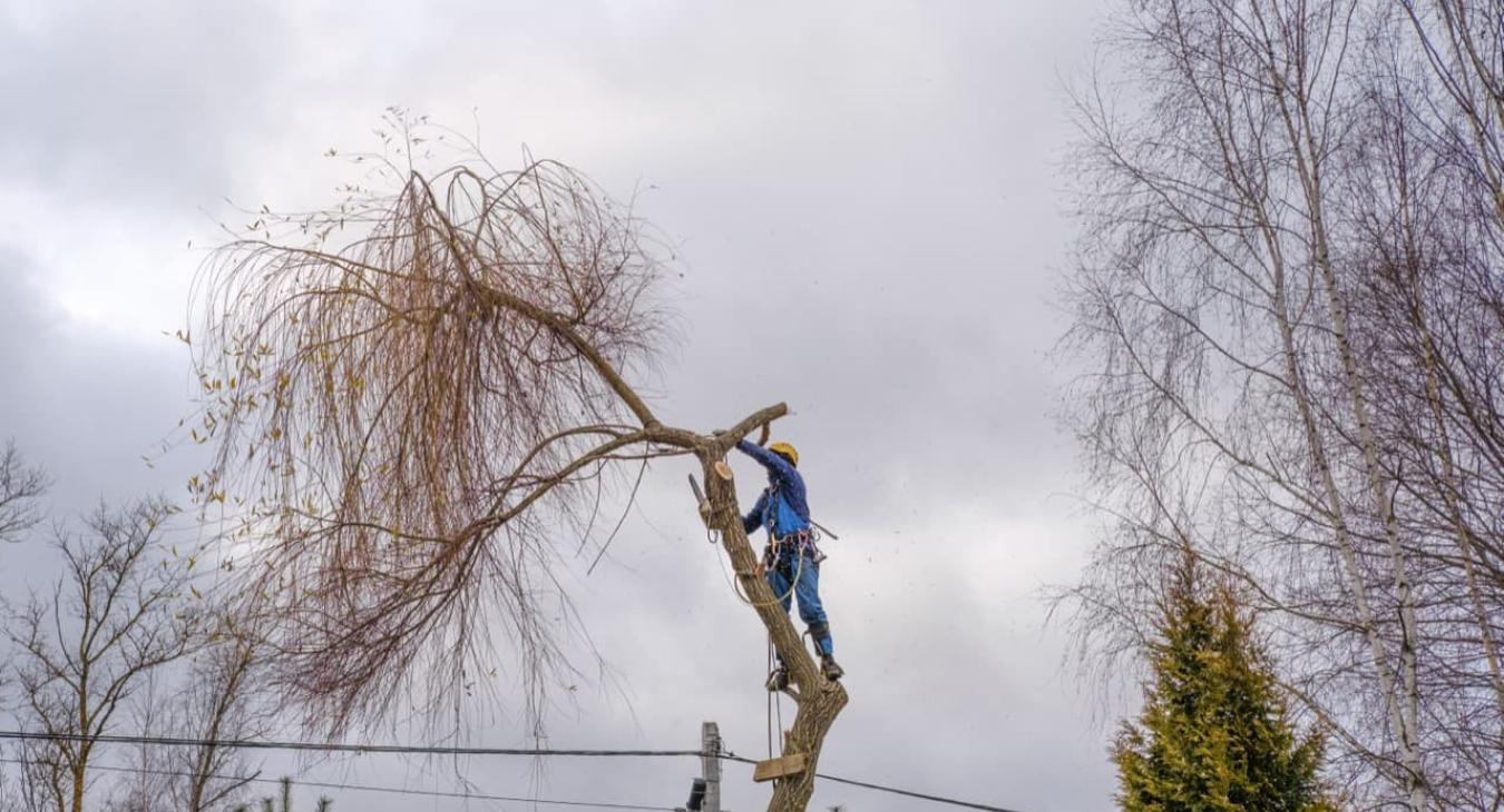 Abattage & Dessouchage 14 Calvados