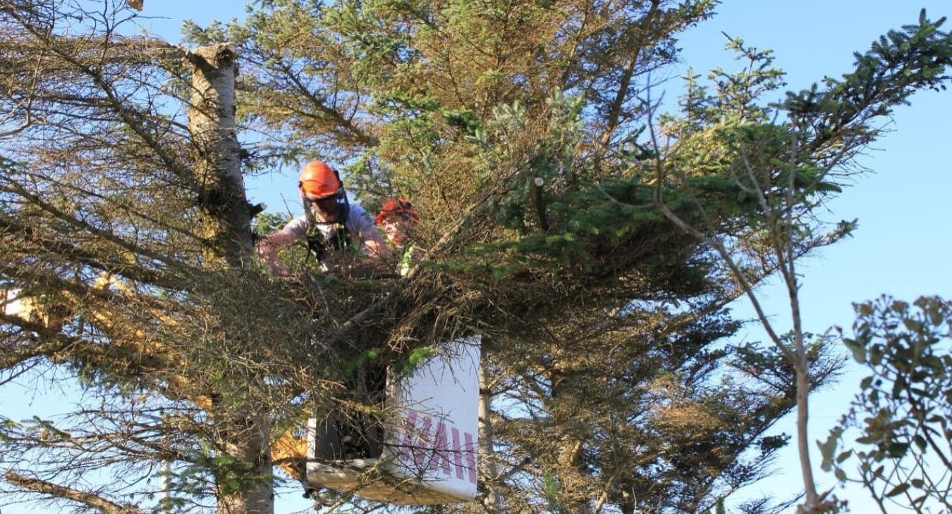 Élagage & Étêtage 14 Calvados