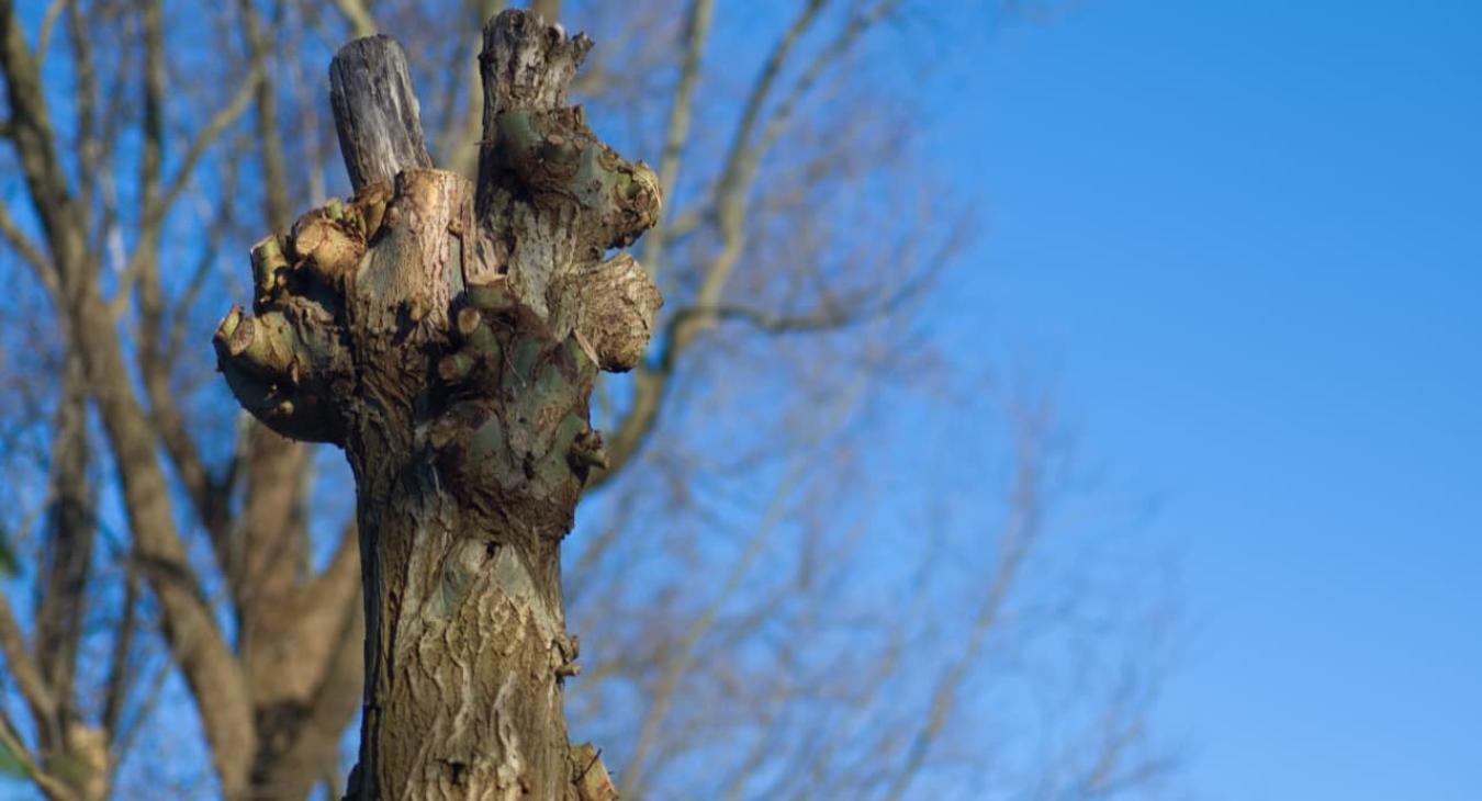 Élagage & Étêtage 14 Calvados