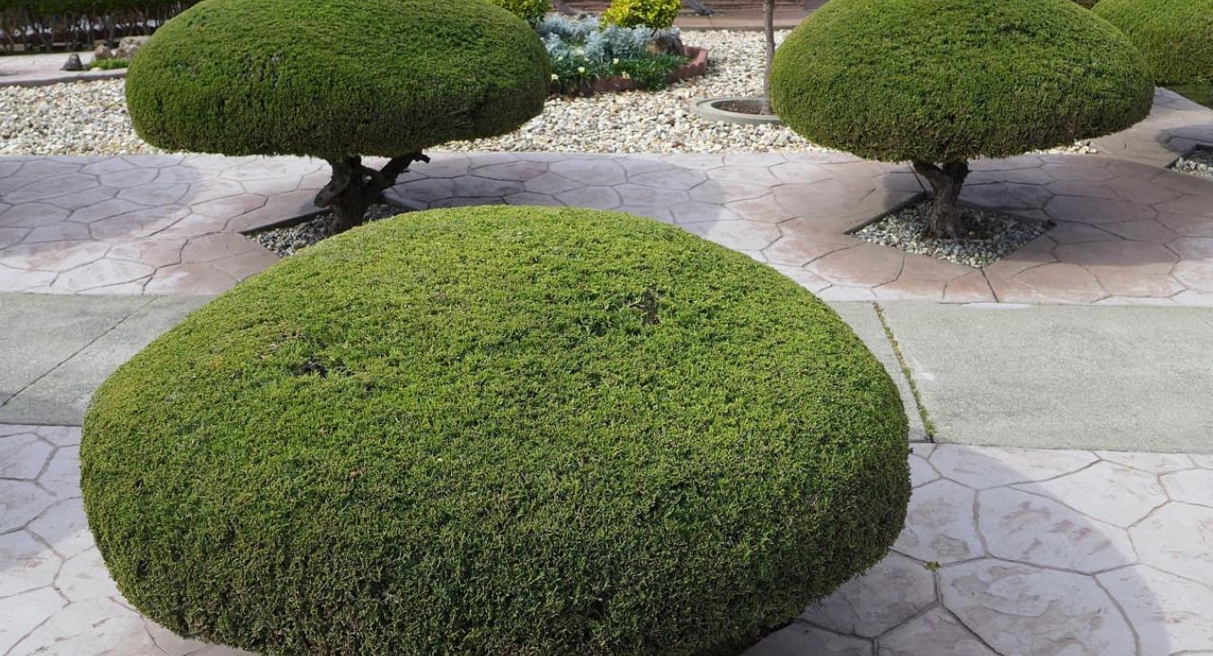 Taille de haies & Débroussaillage 14 Calvados